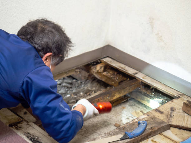 Best Certified Mold Removal  in Astia, OR